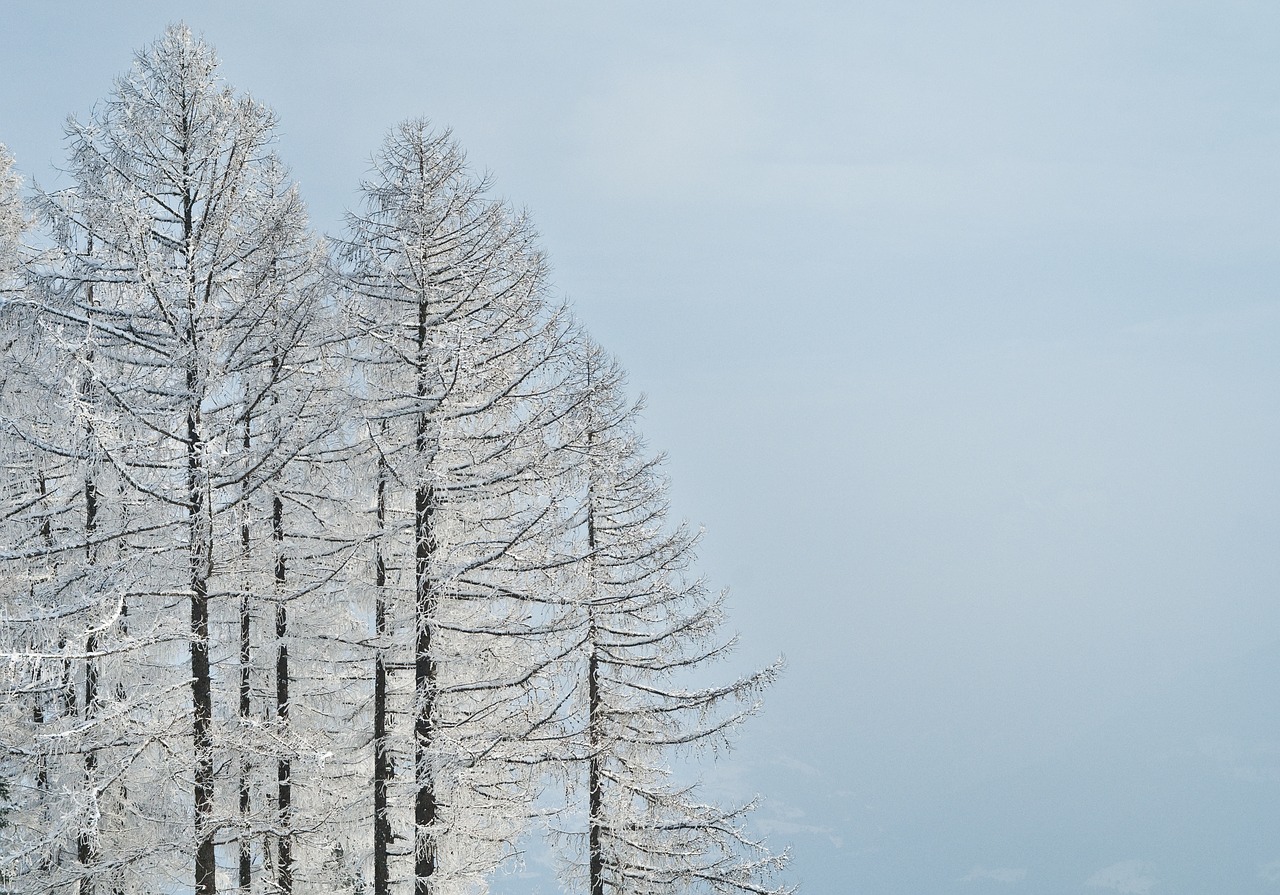 winter tree snow free photo