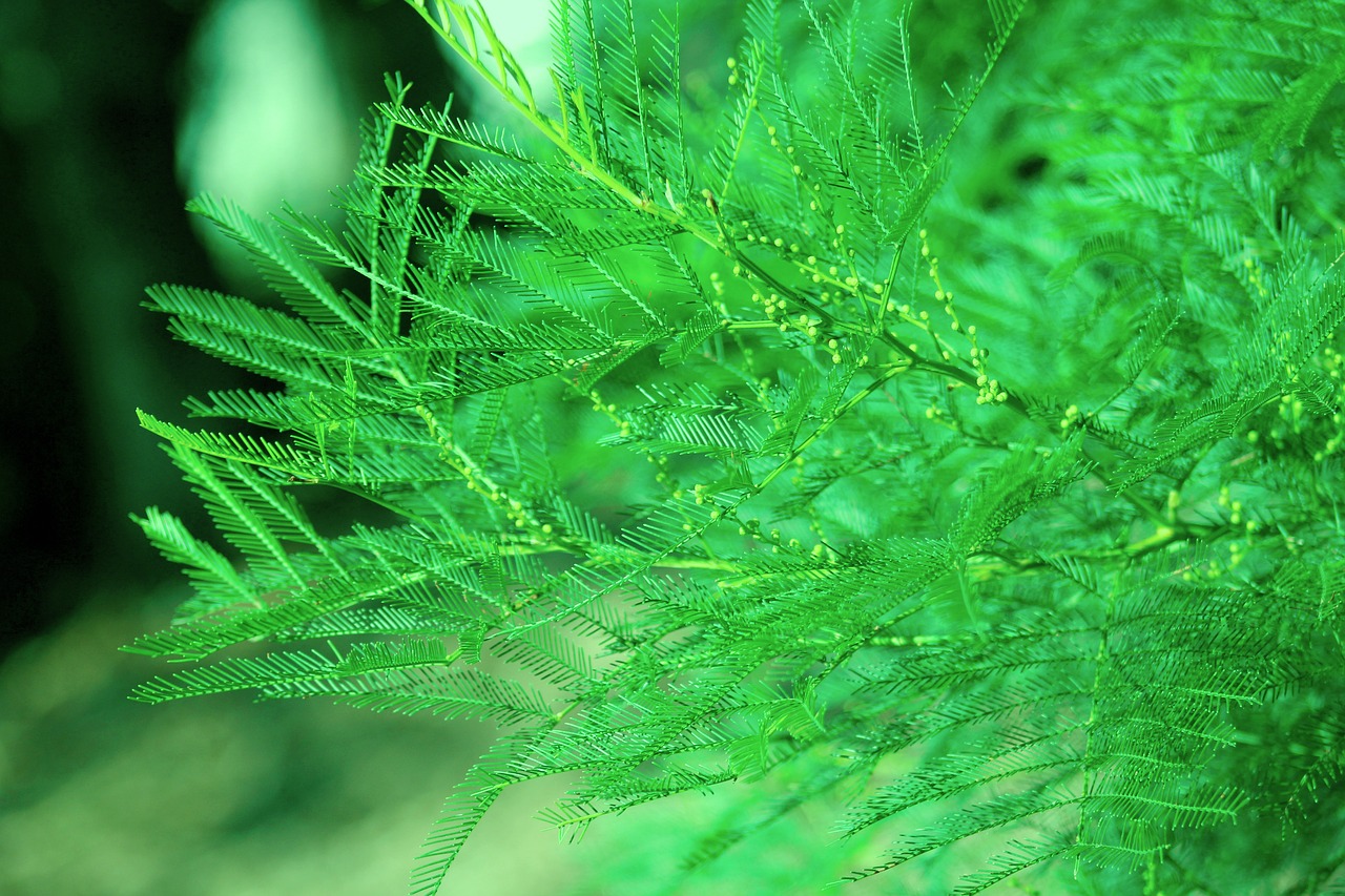 tree fern green free photo