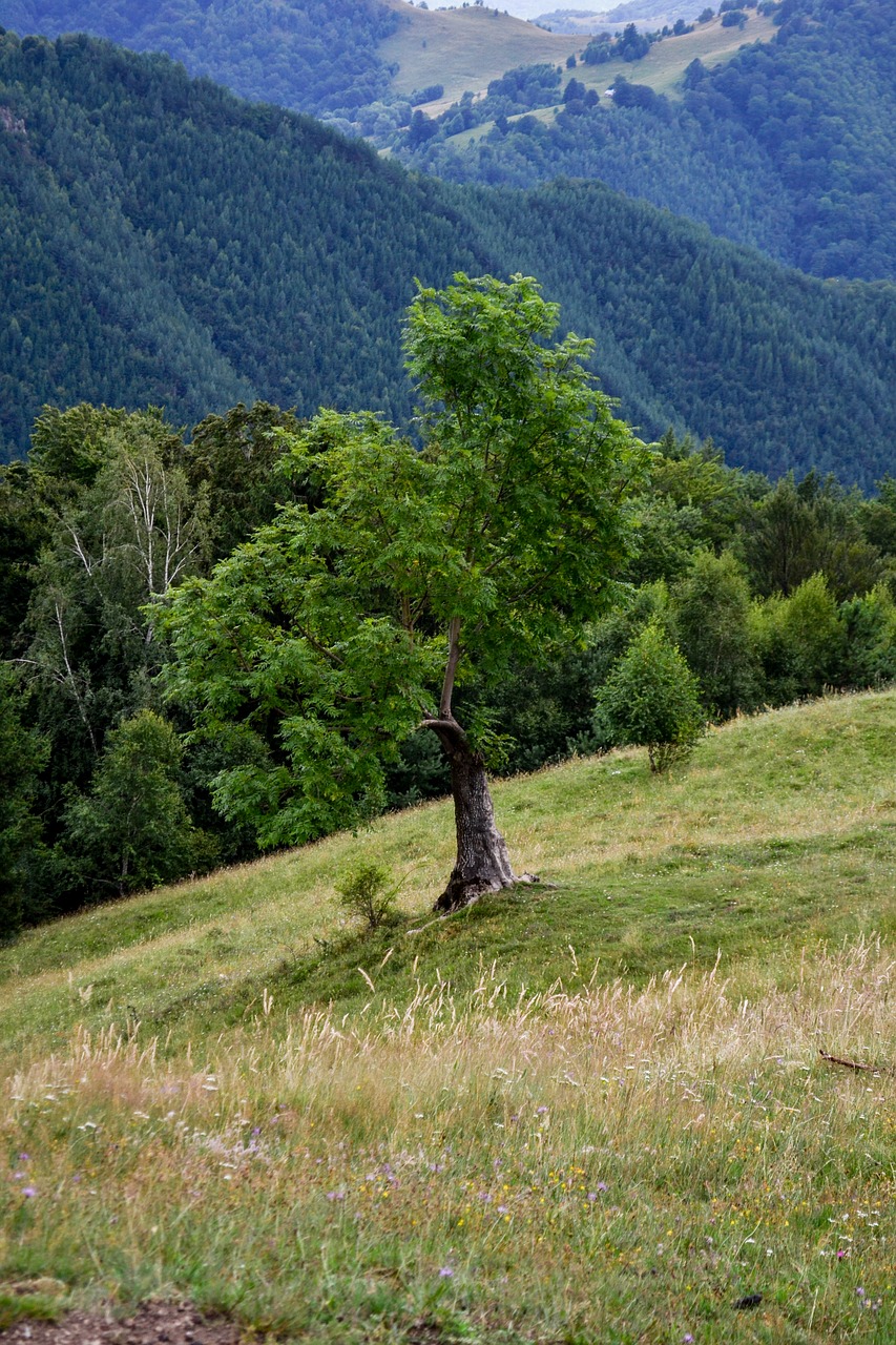 tree mountain travel free photo