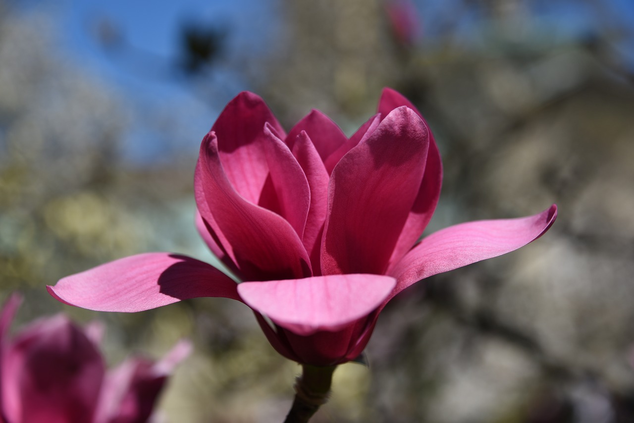 magnolia tree flower free photo