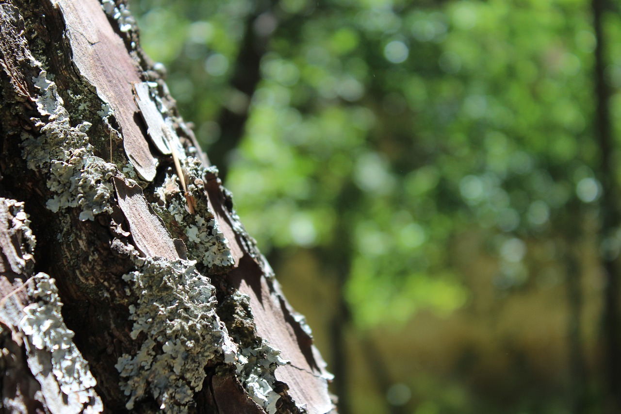 tree nature trunk free photo