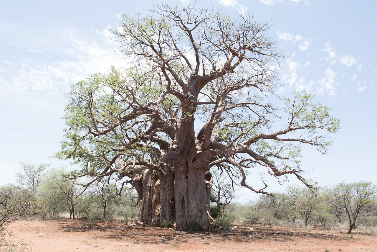 tree boabab landscape free photo