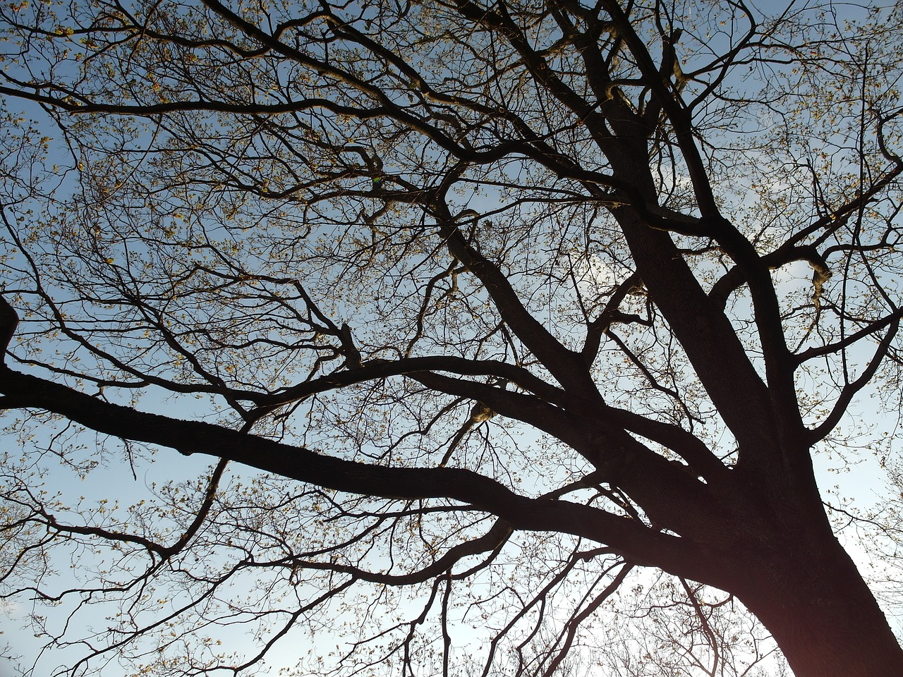 tree sky nature free photo