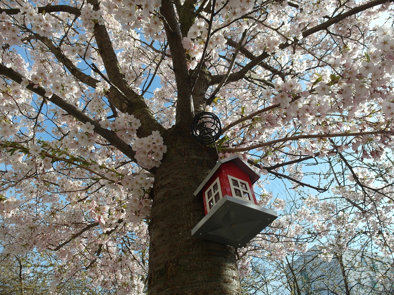 tree birdhouse cherry tree free photo