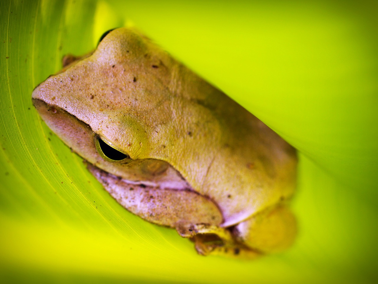 tree frog rain free photo