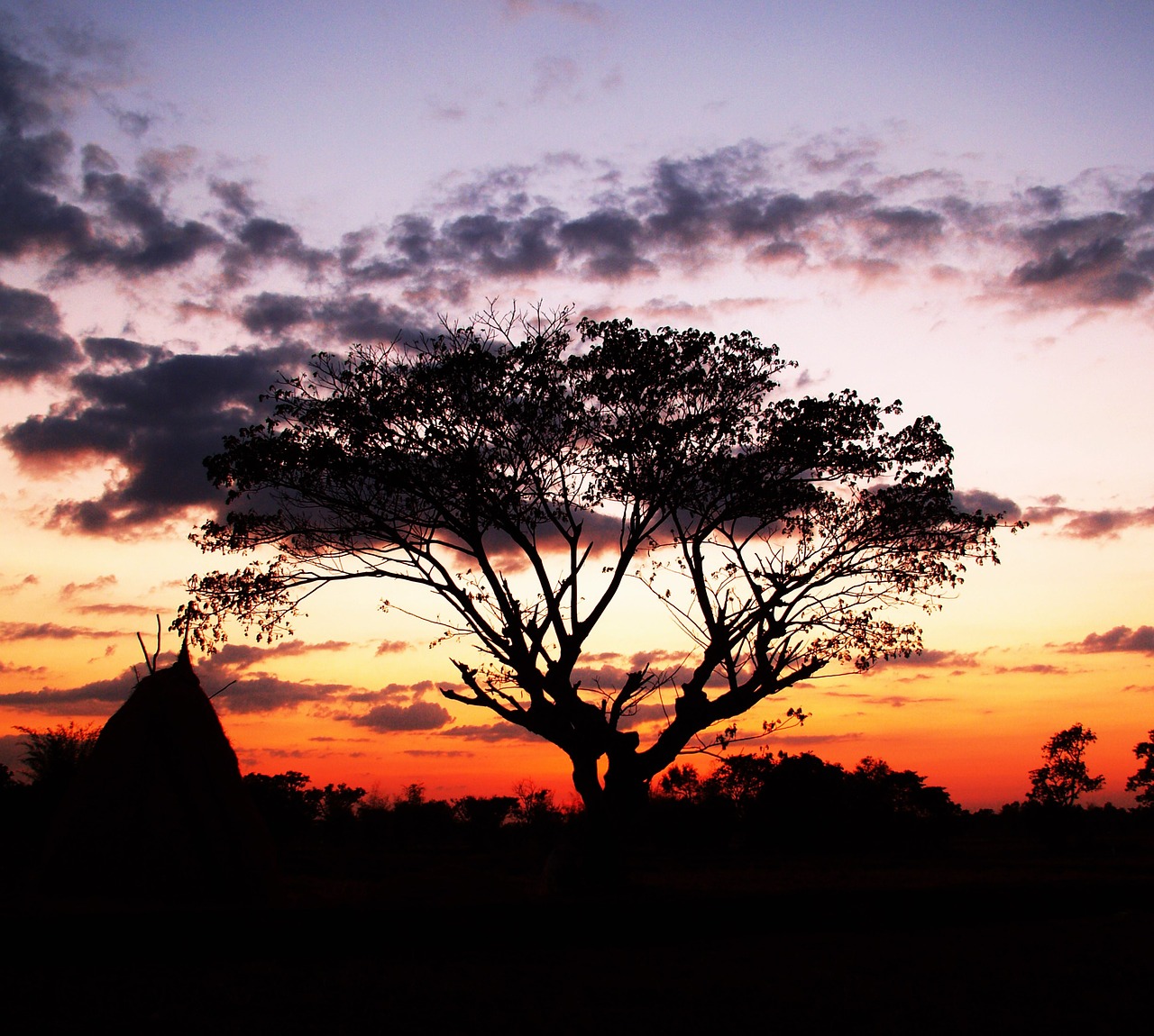 tree black hope free photo