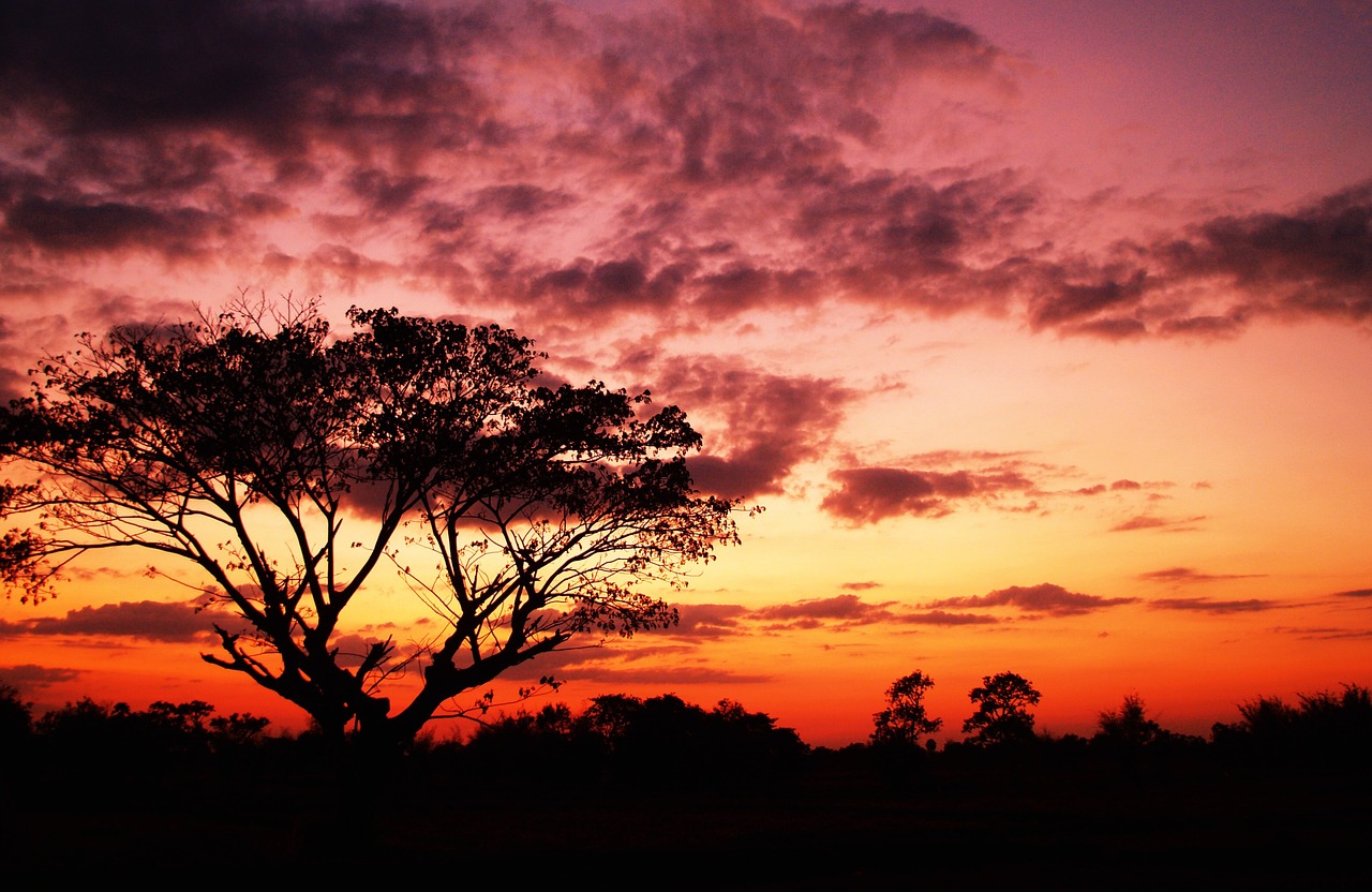 tree black hope free photo