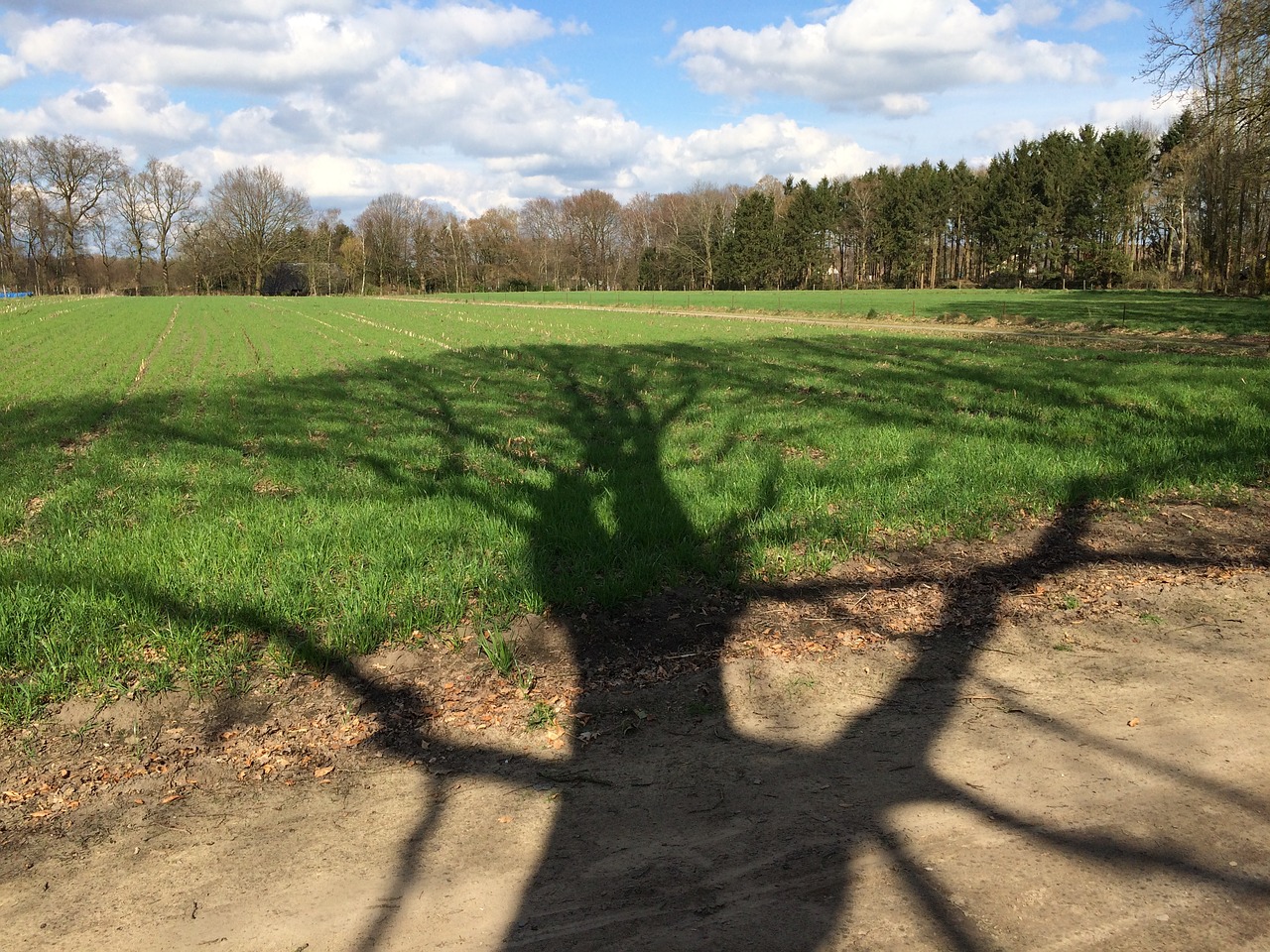 tree shadow pasture free photo