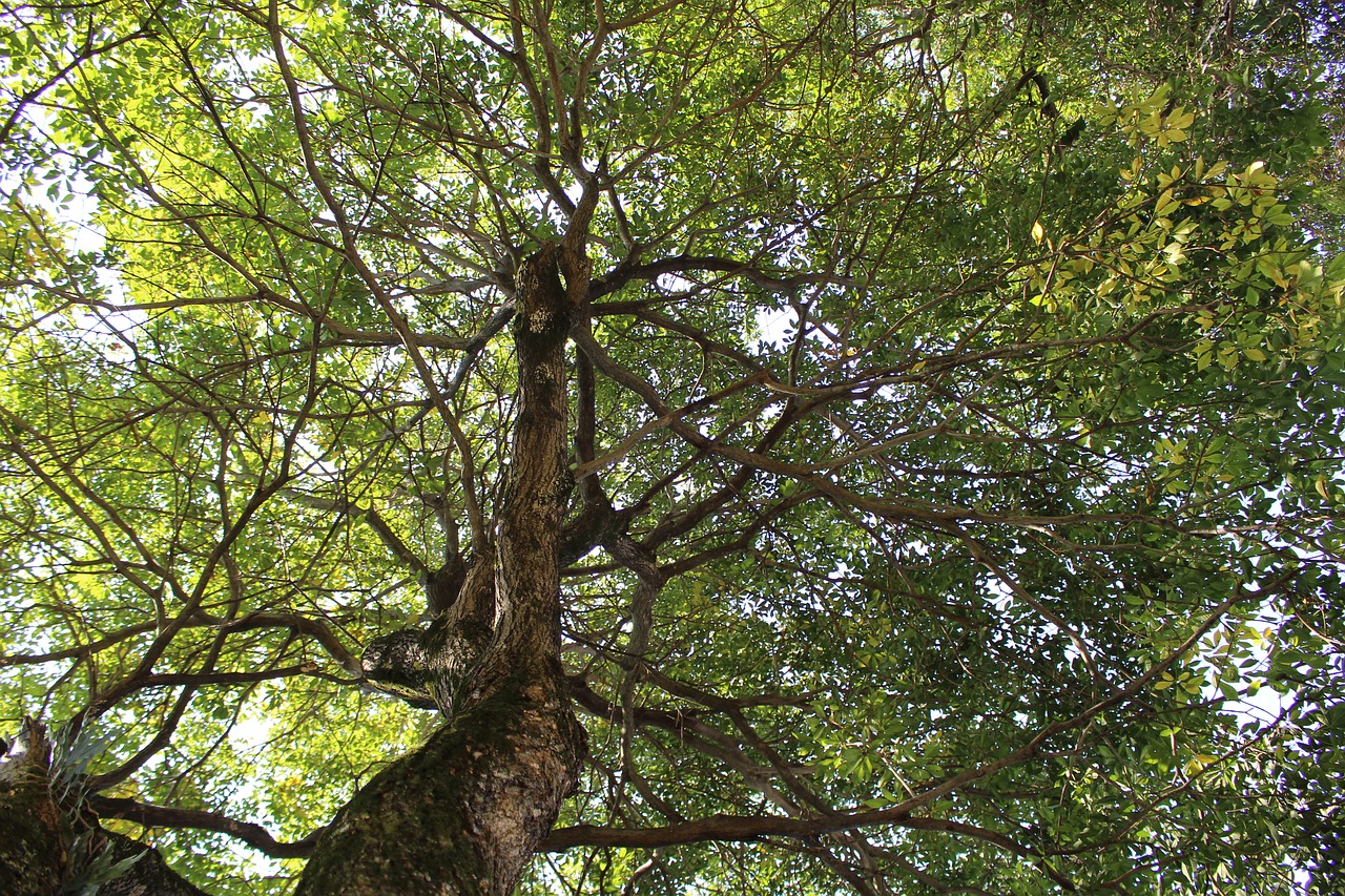 tree nature green free photo