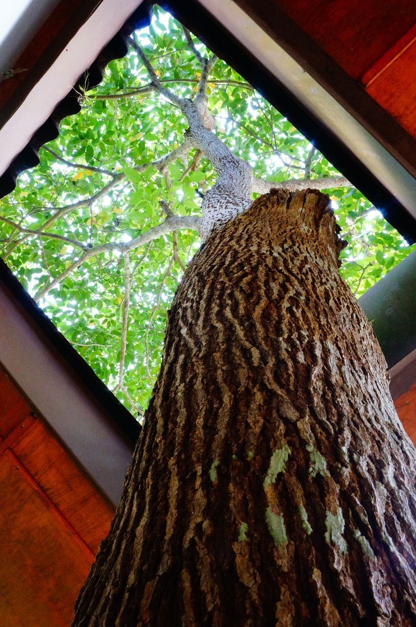 tree window wood free photo