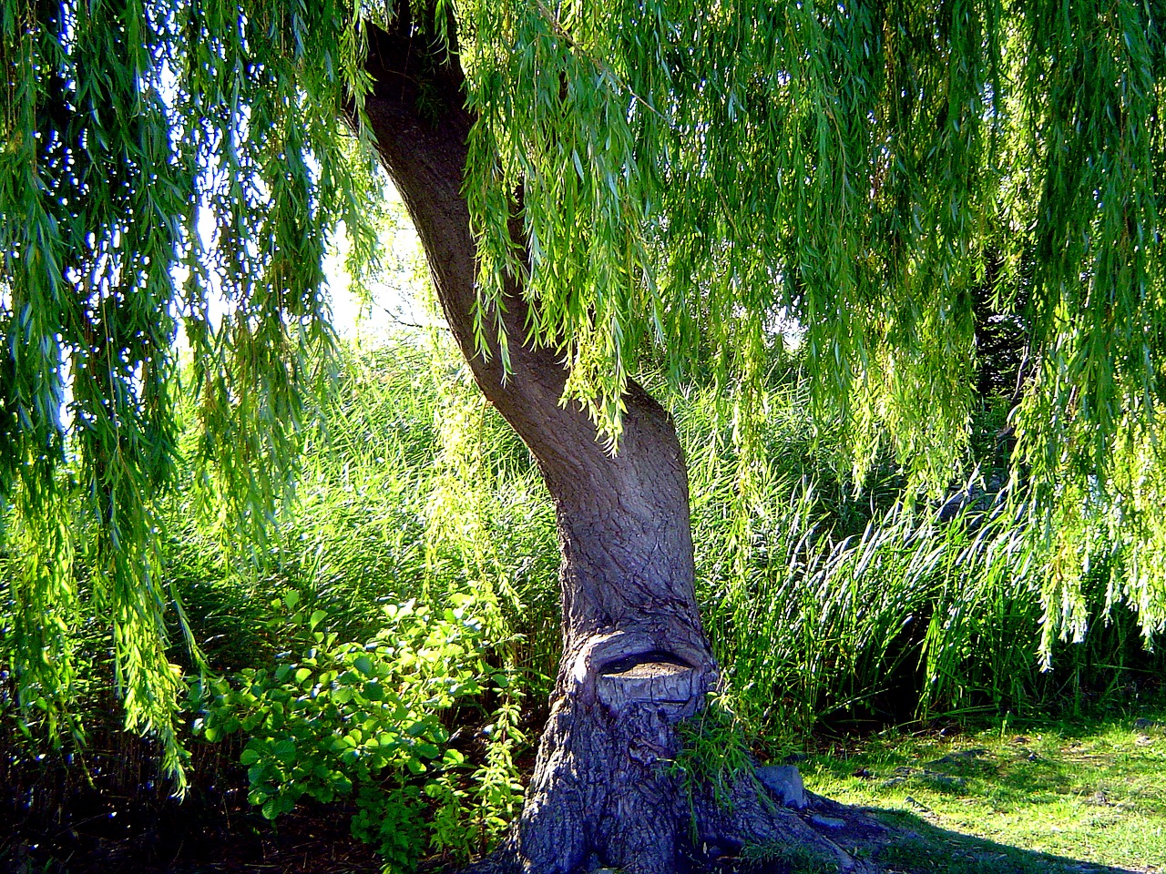 tree steinhuder sea holiday free photo