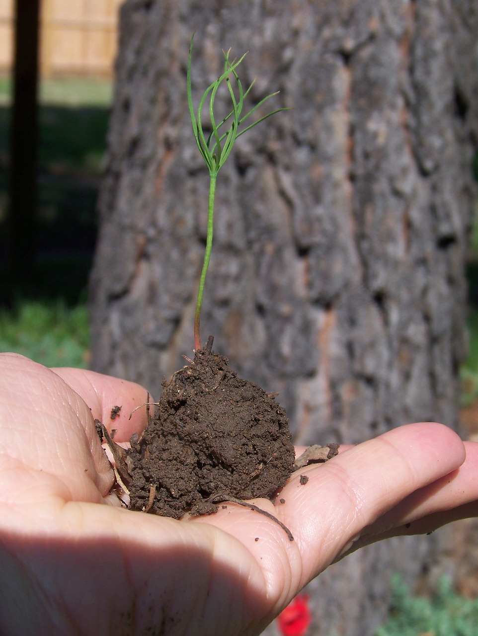 sprout new life tree free photo