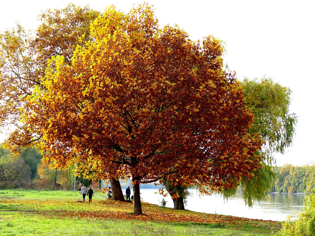 tree autumn river free photo