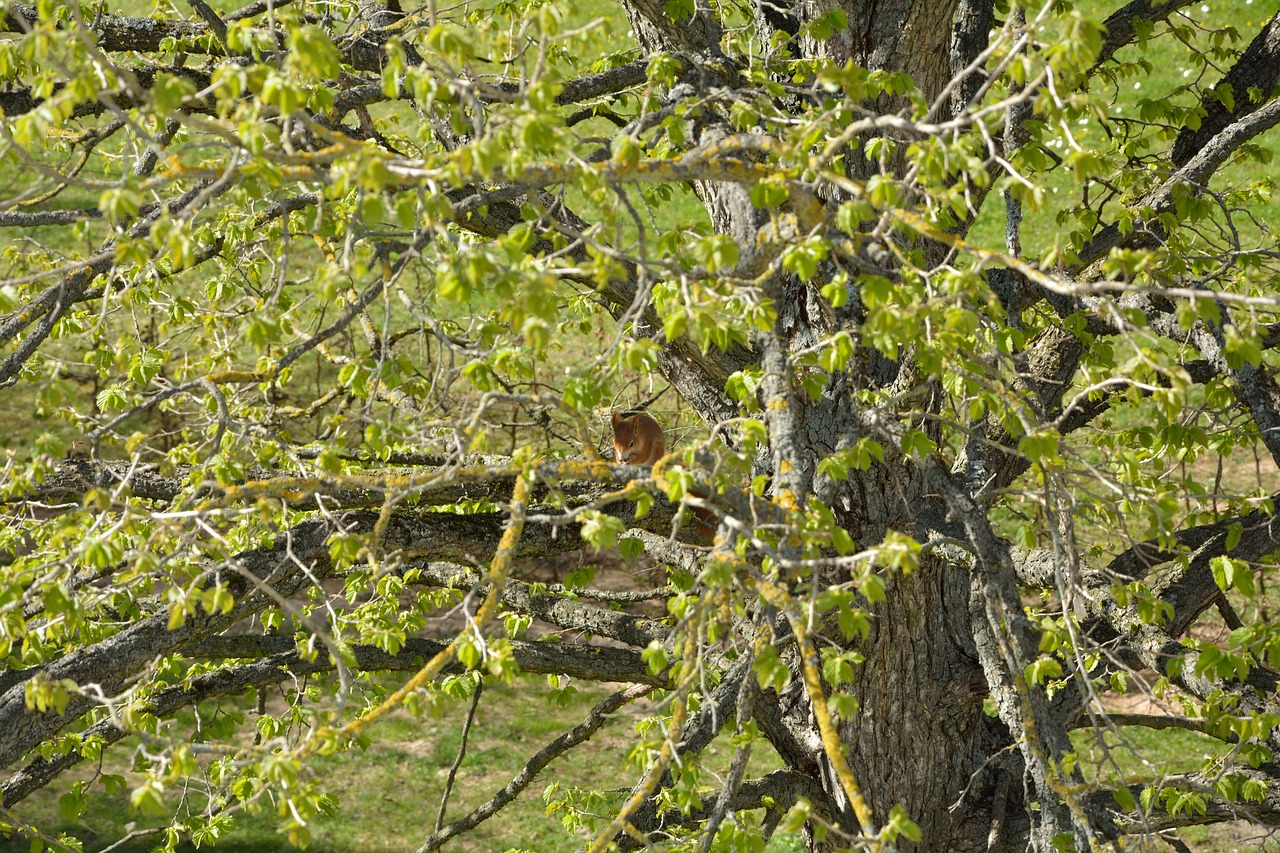 tree green squirrel free photo