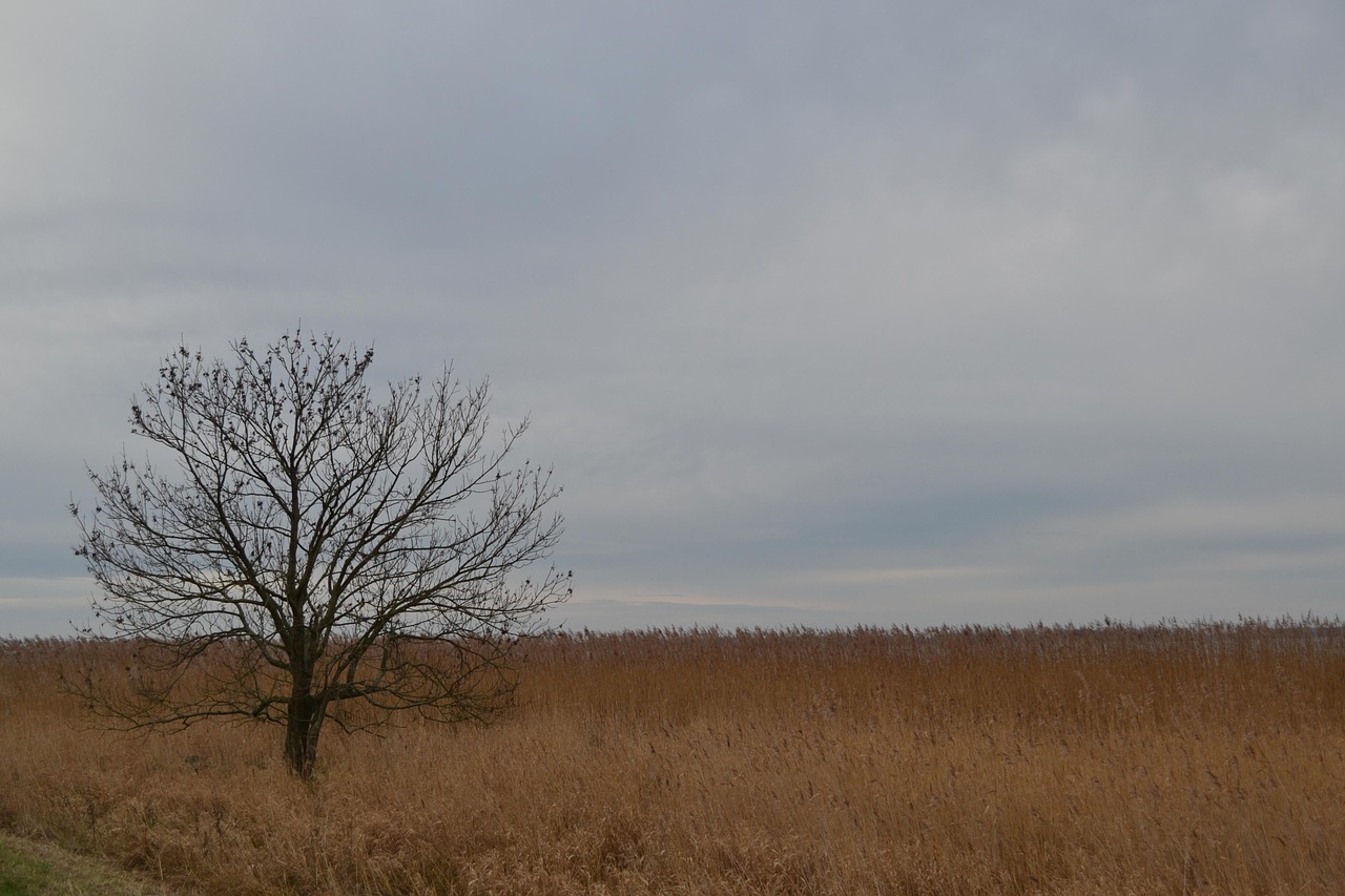 island of usedom tree field free photo