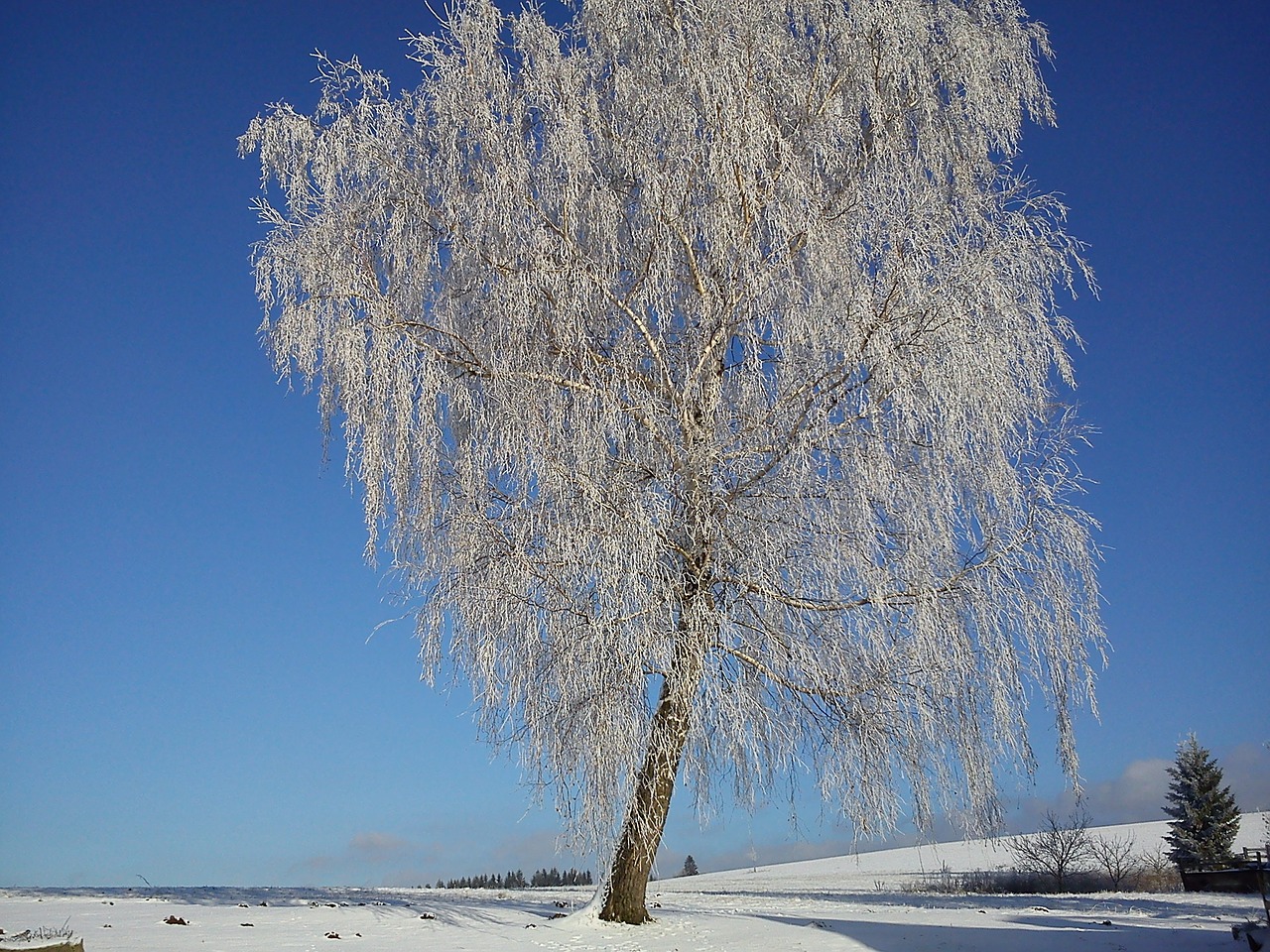 tree winter frost free photo