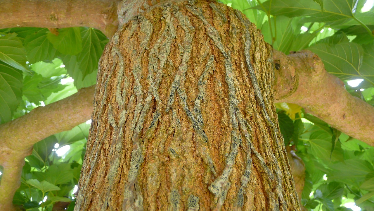 plane tree nature brown free photo