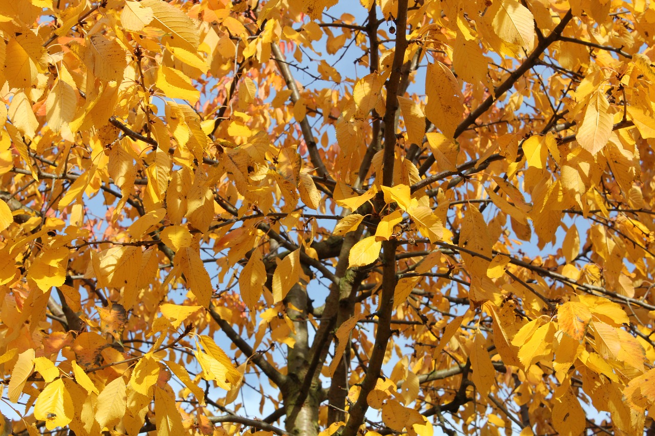 tree leaves autumn free photo