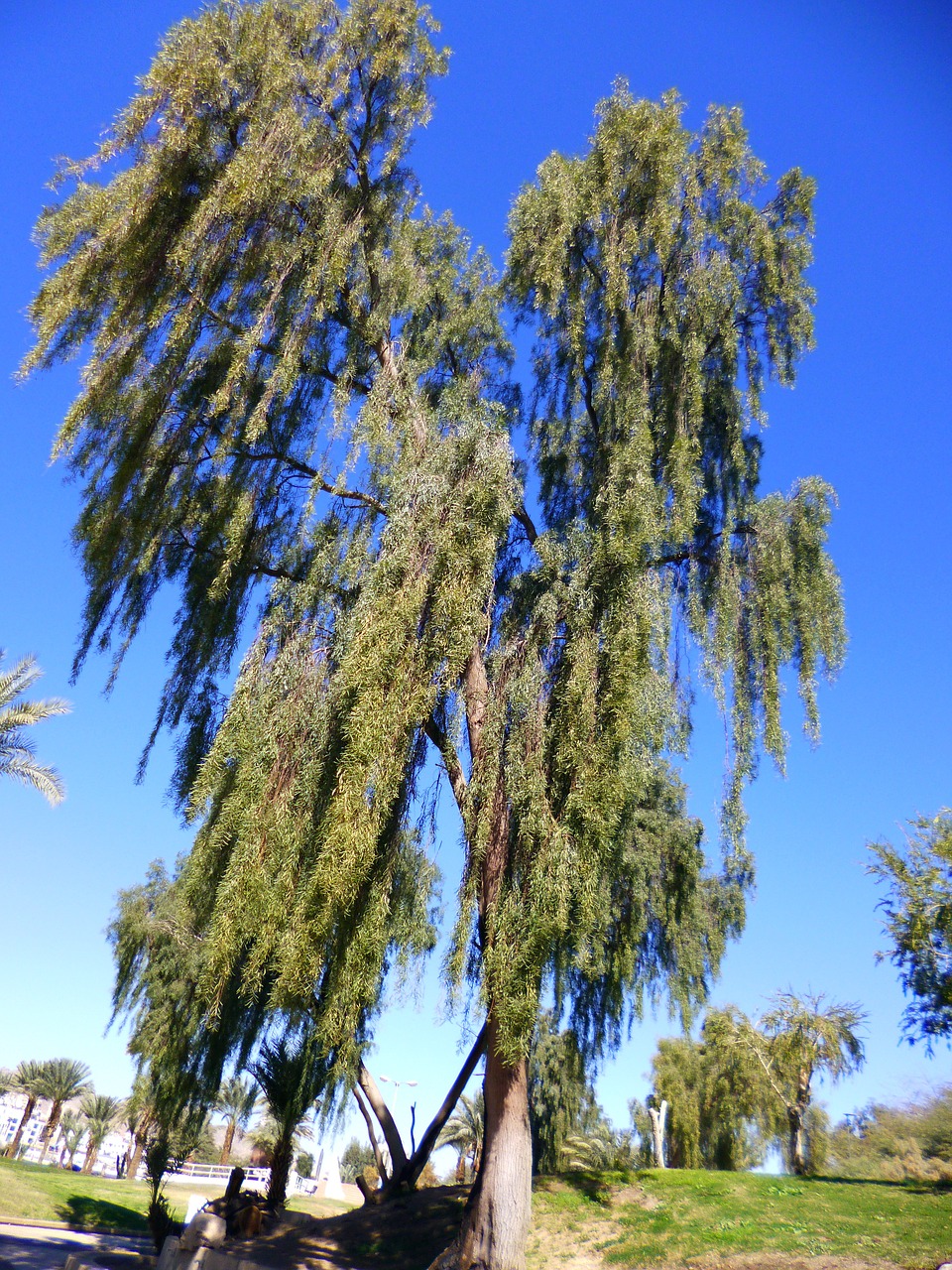 tree nature blue sky free photo