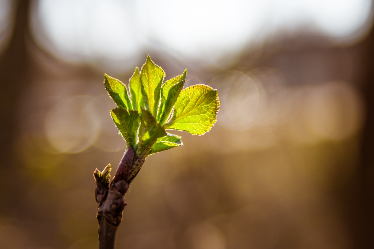 tree bud leaves free photo