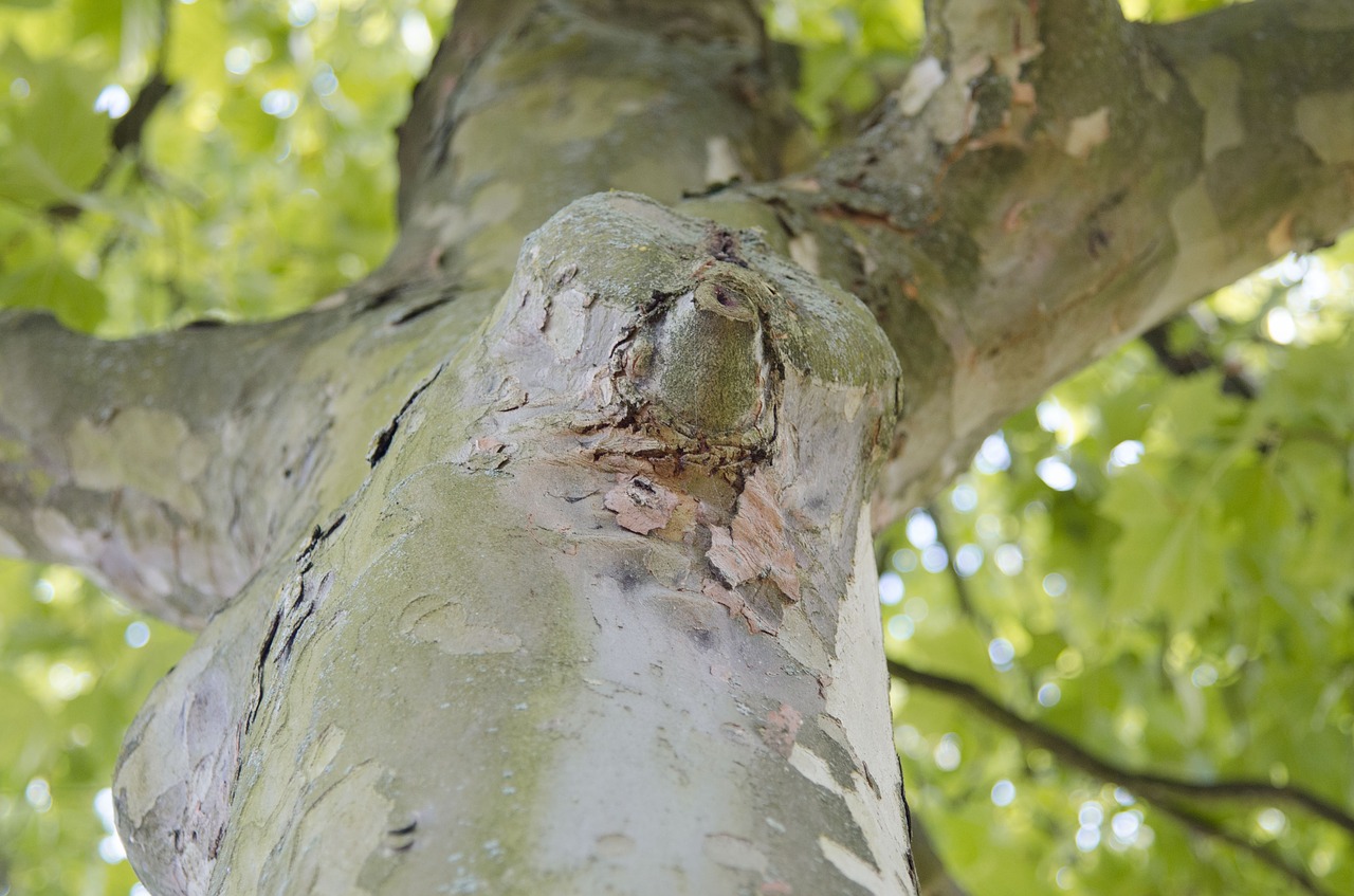 tree forest branch branches free photo