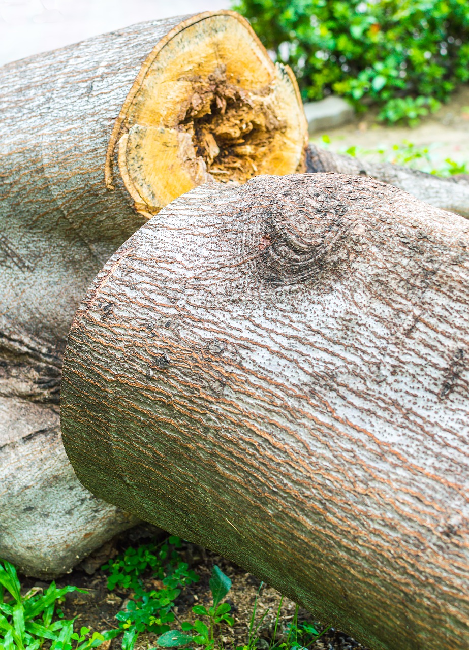 tree dead nature free photo