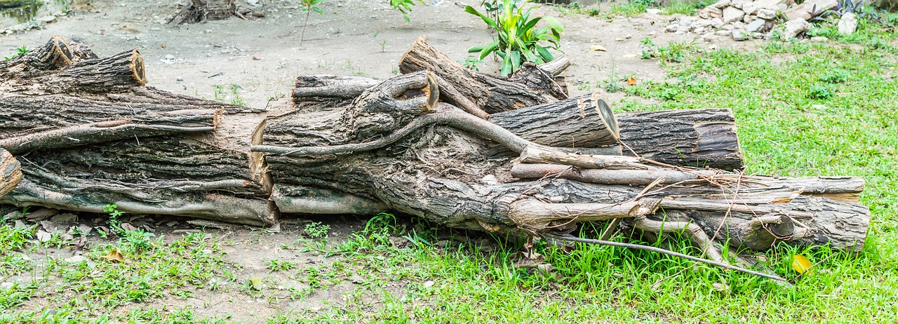 tree dead nature free photo