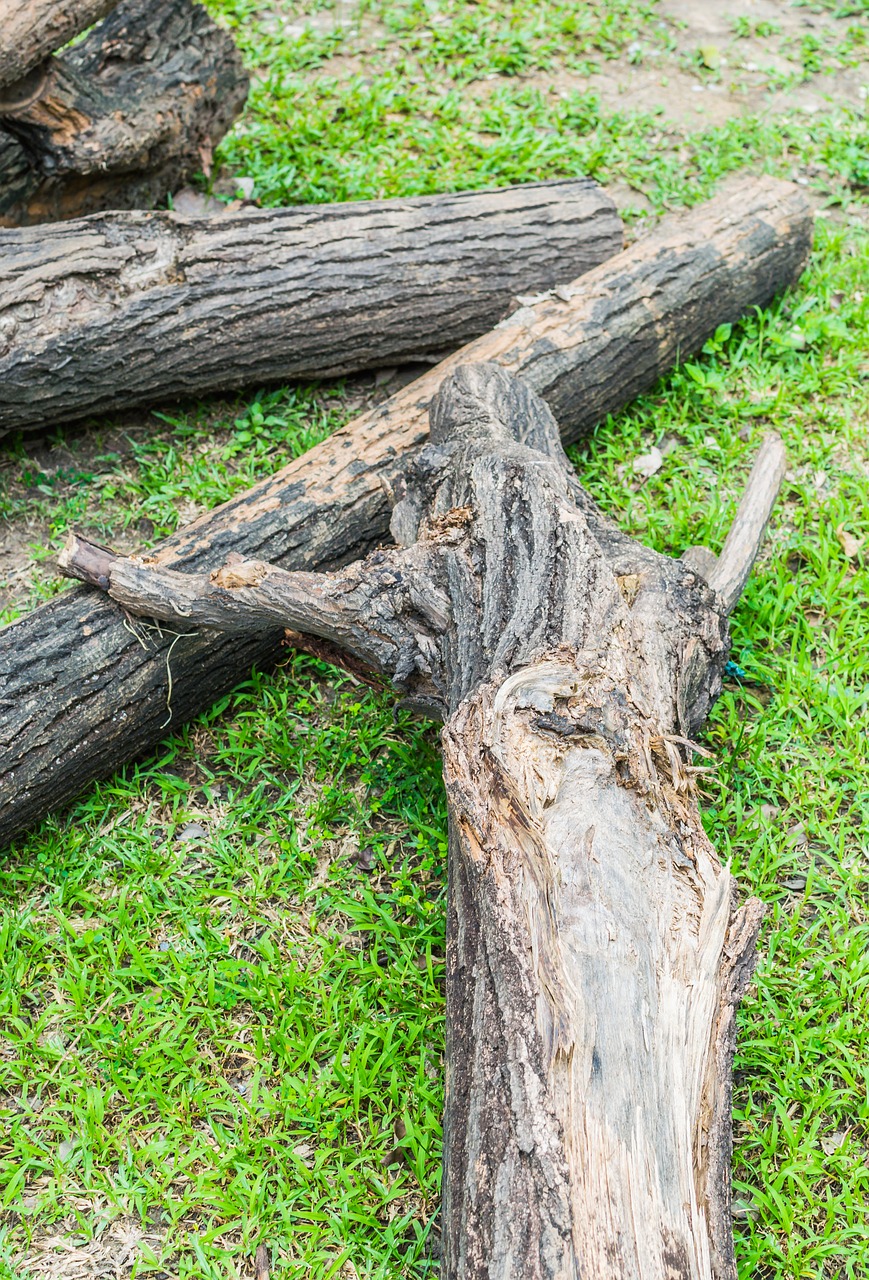 tree dead nature free photo