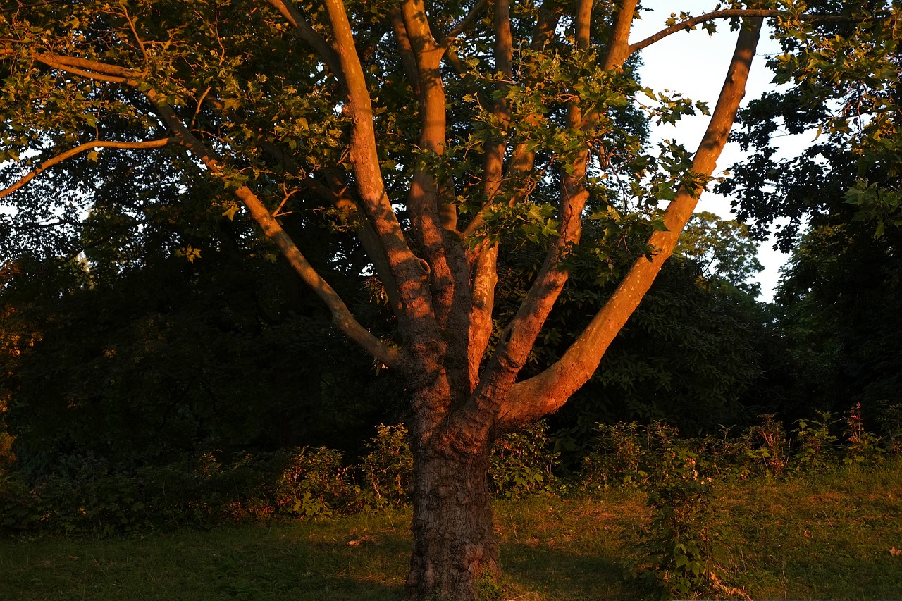 tree aesthetic branches free photo