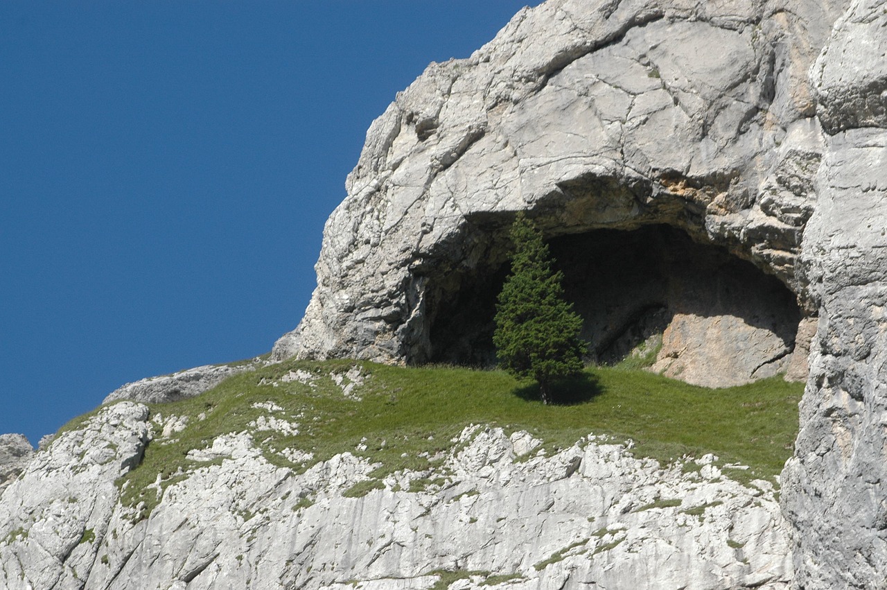 tree mountain rock free photo