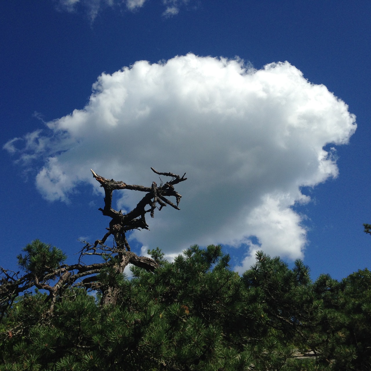 tree cloud sky free photo