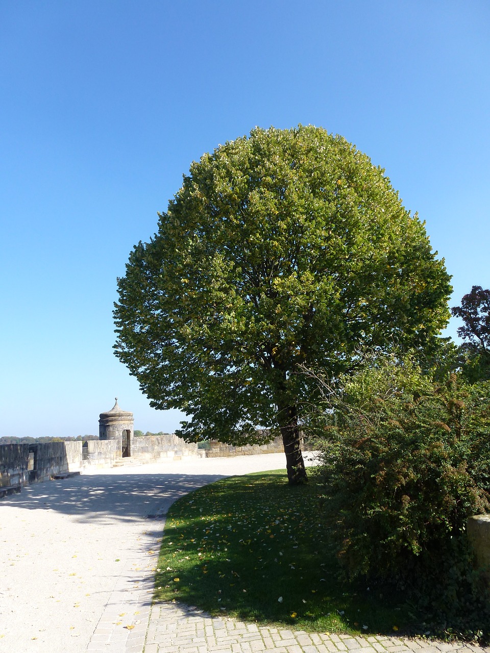 tree large green free photo