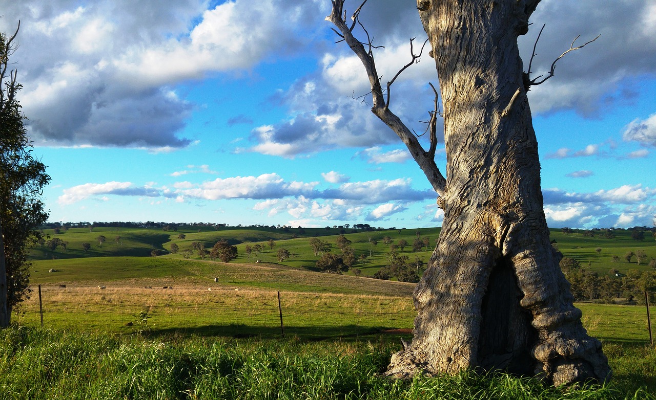 tree field scenic free photo