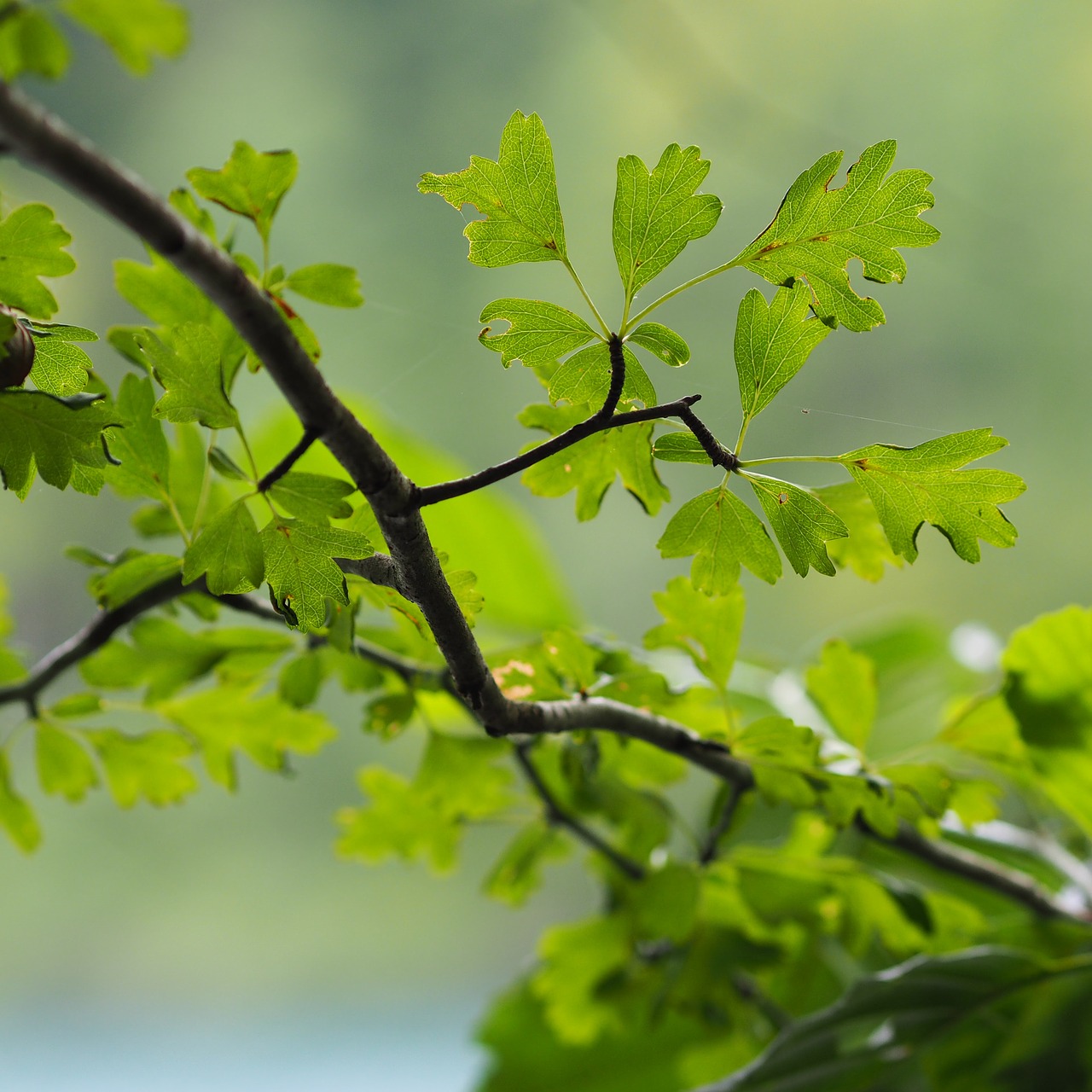 tree green nature free photo