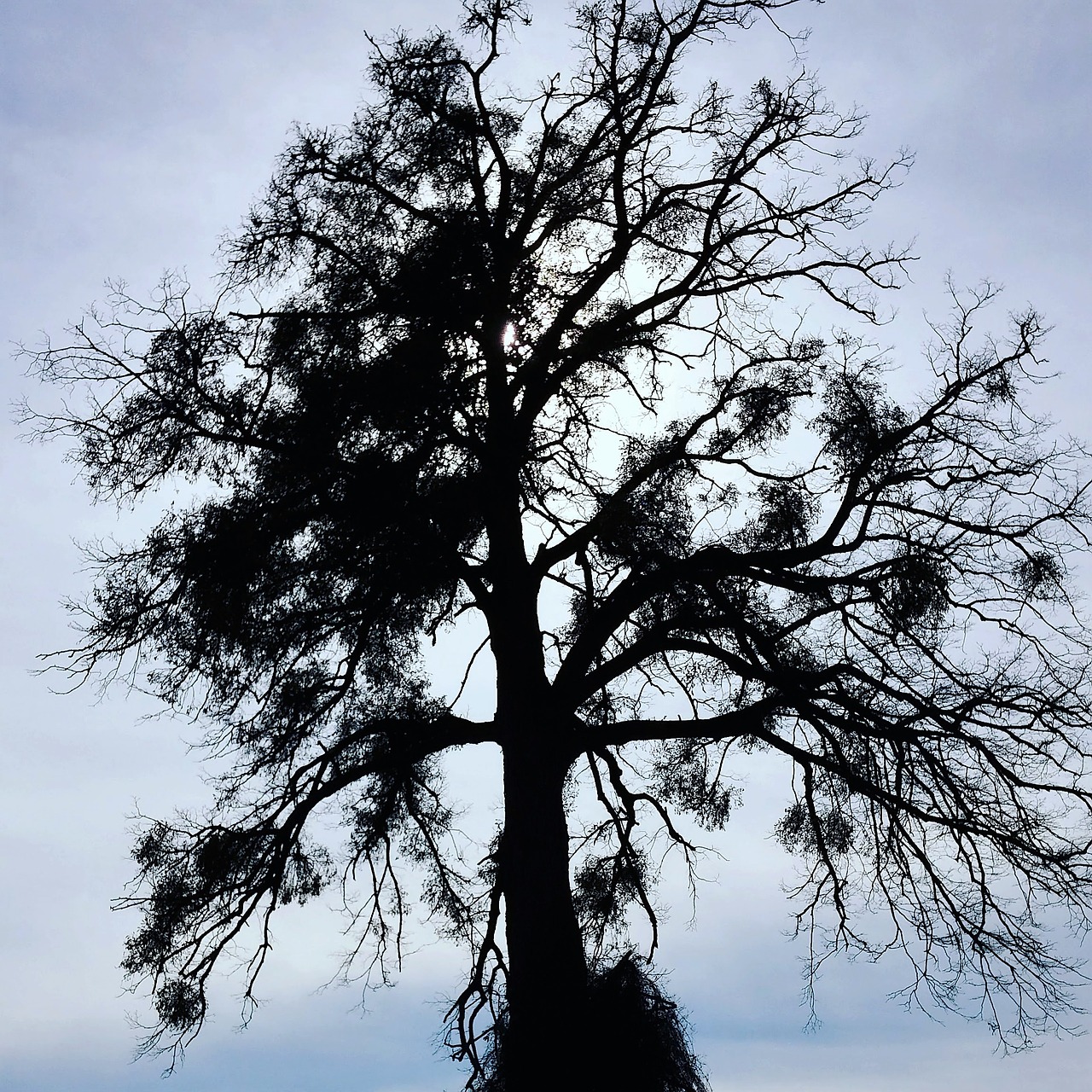 tree contrast sky free photo