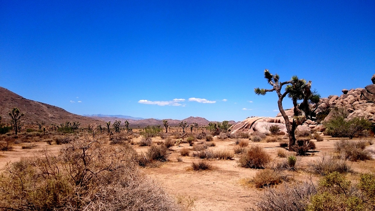 tree landscape desert free photo