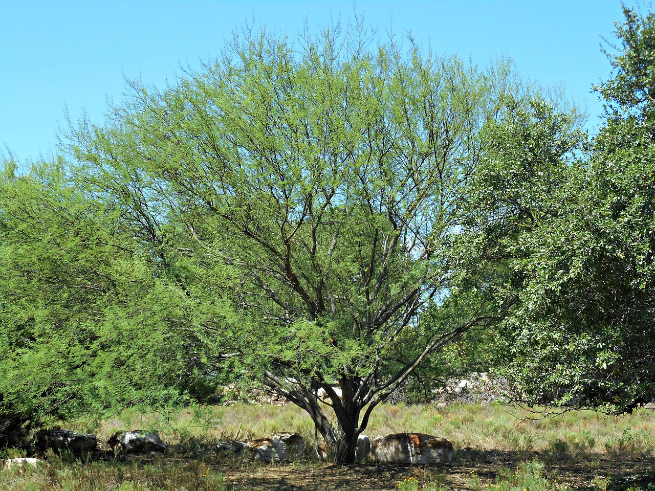 texas tree wild tree country free photo