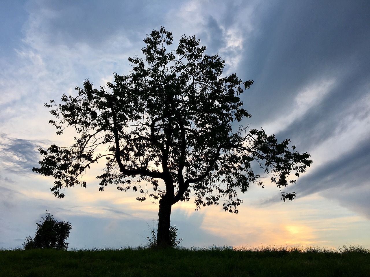 tree abendstimmung sky free photo