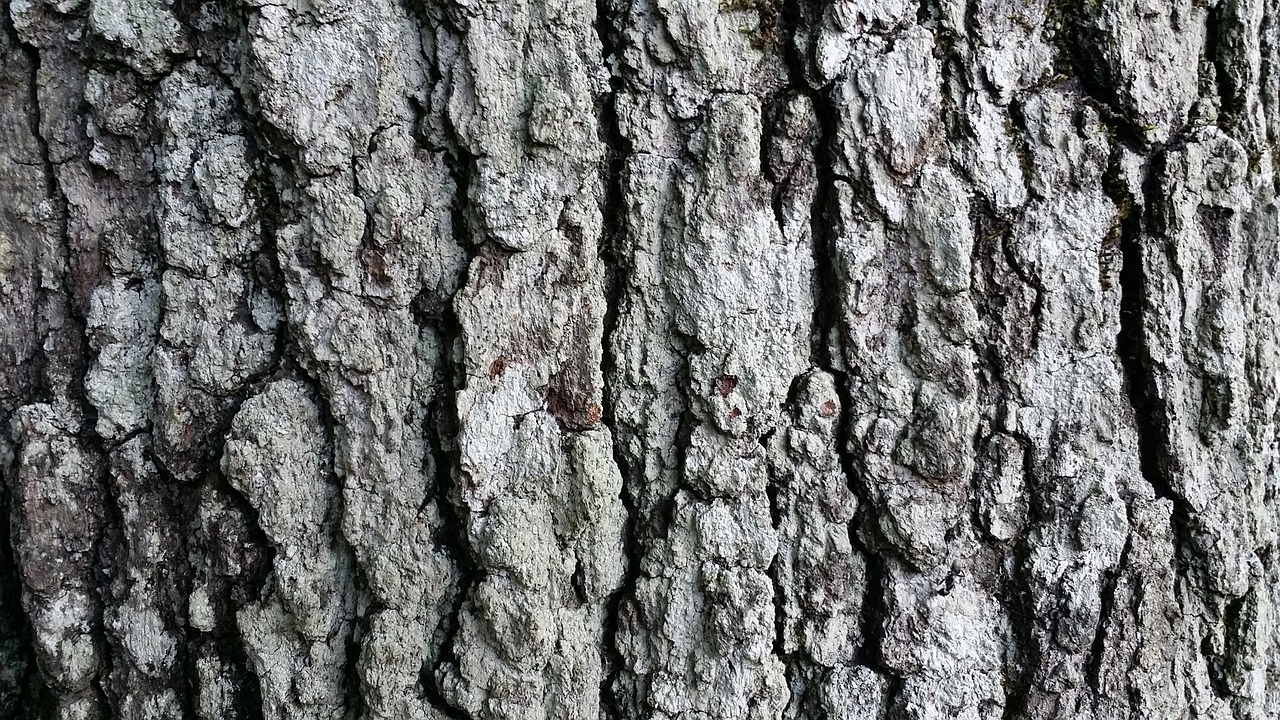 tree bark fall free photo