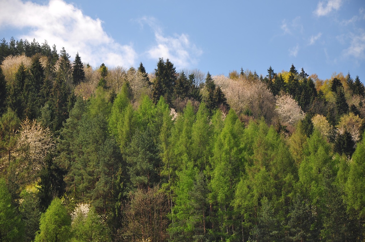 tree forest nature free photo