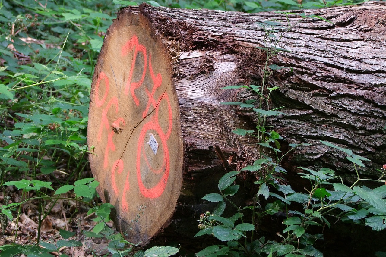 tree log like free photo