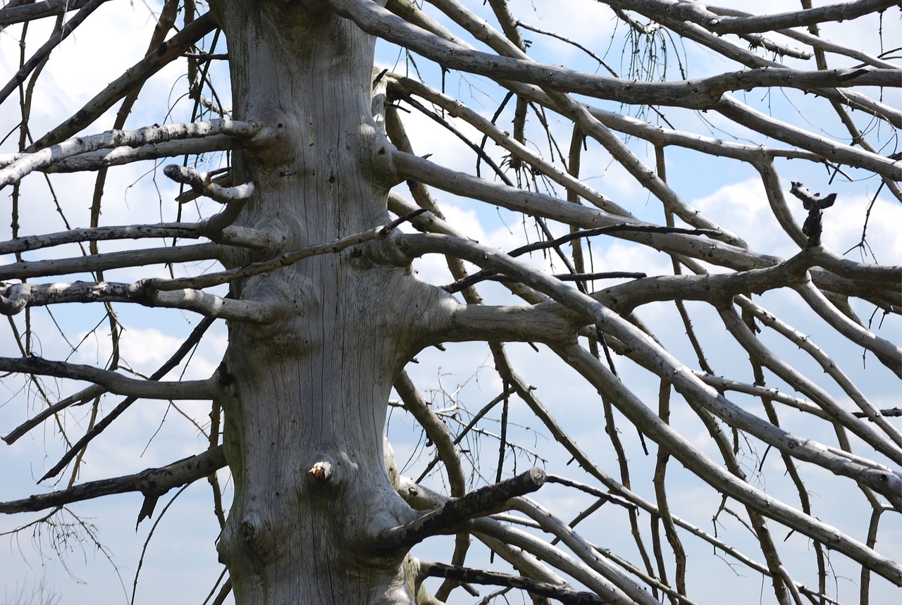 tree structure old wood free photo