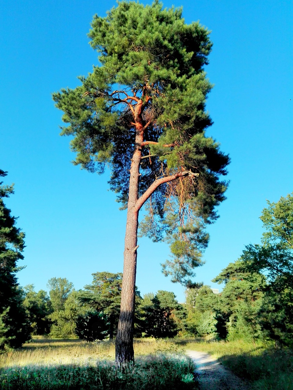 tree meadow nature free photo