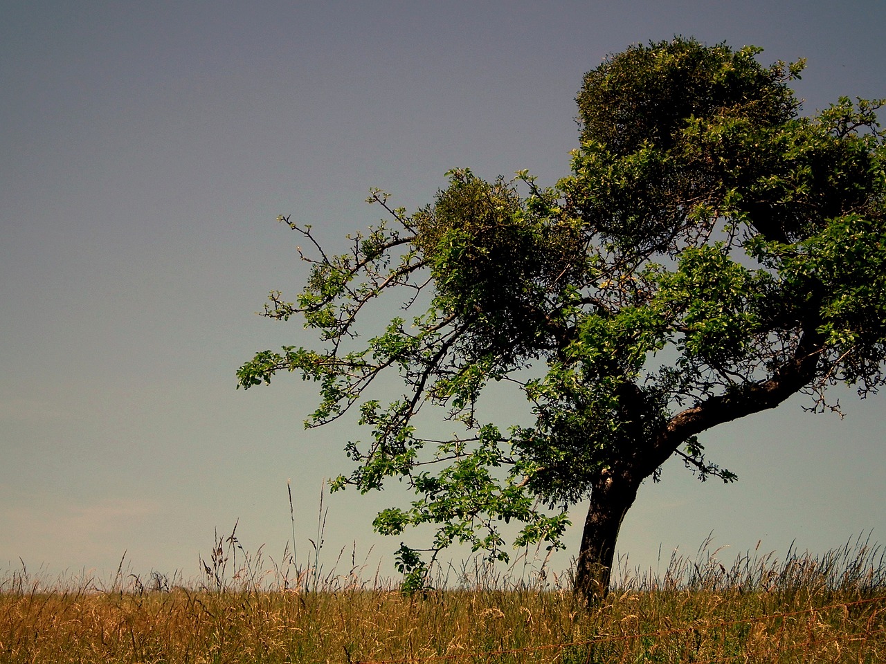 tree pasture meadow free photo