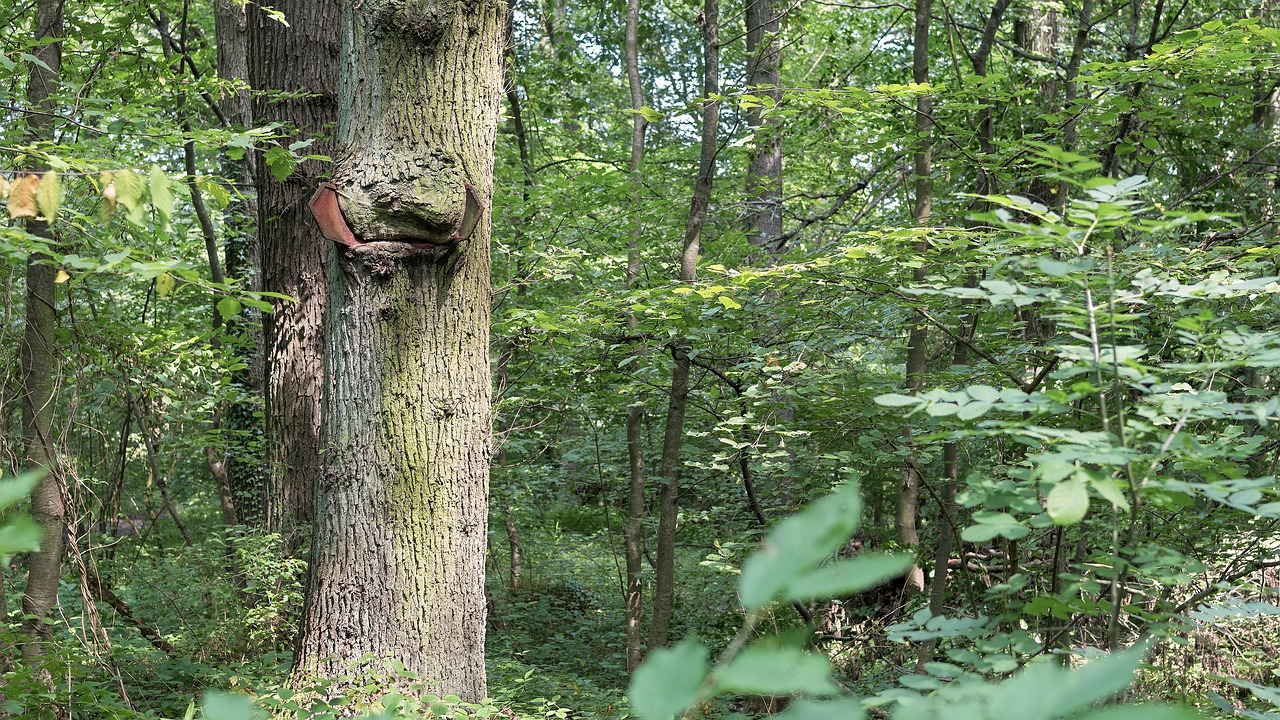 tree forest old tree free photo