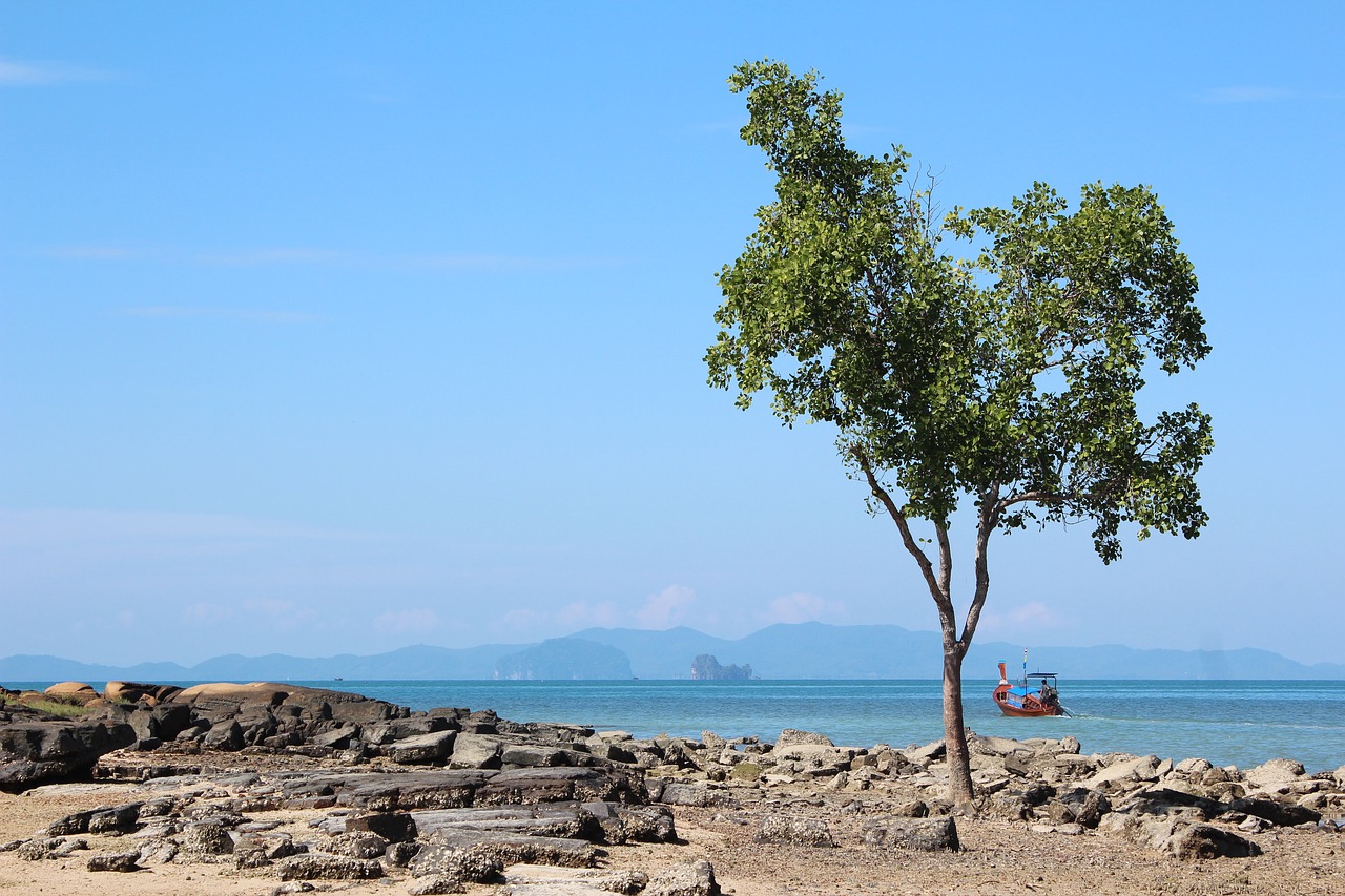 tree beach boot free photo