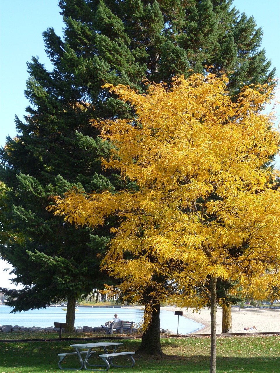 tree yellow green free photo