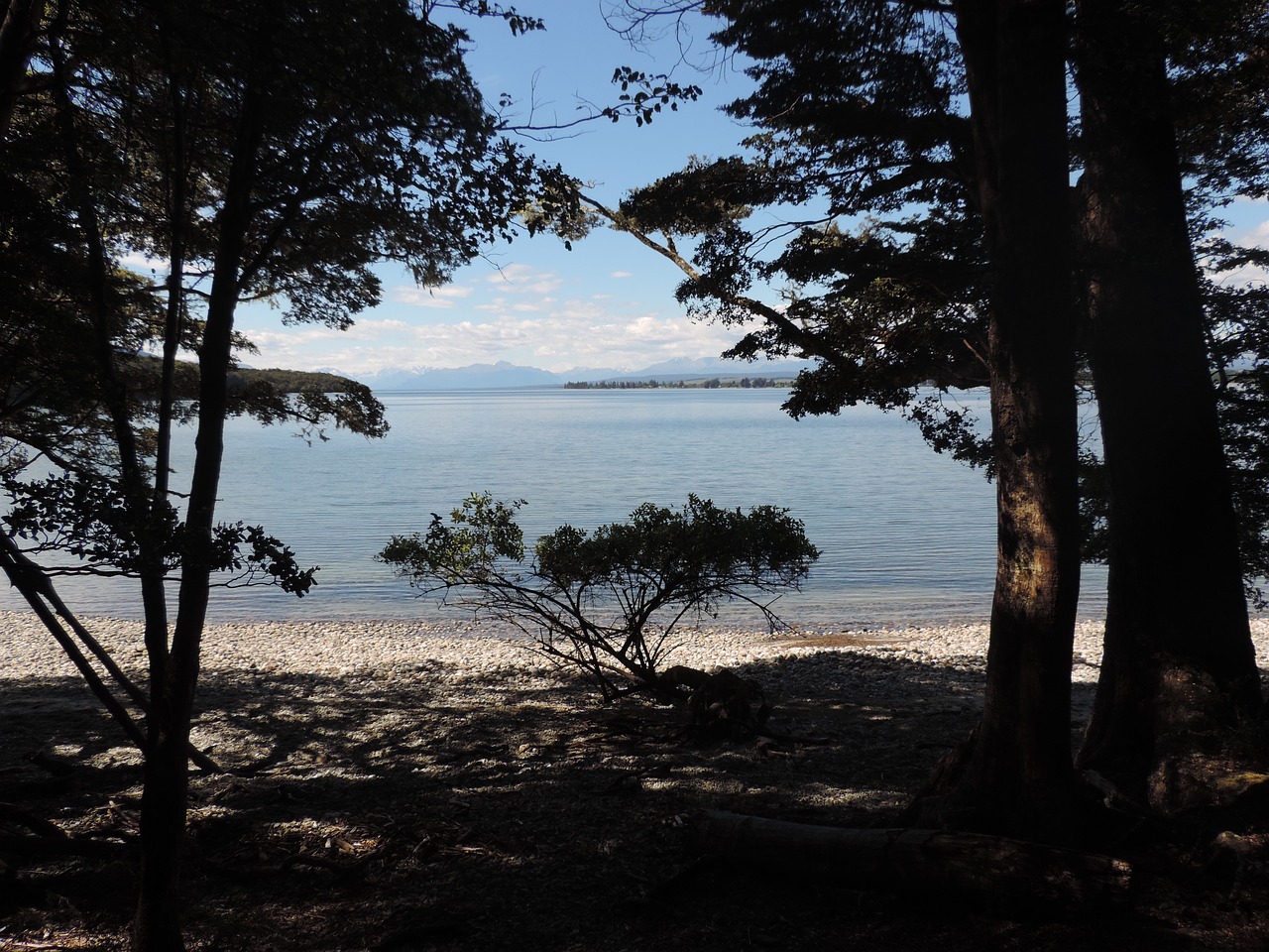 tree sea coast free photo