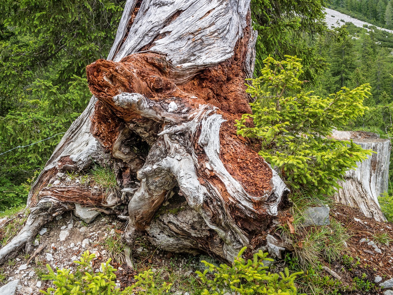 tree nature log free photo