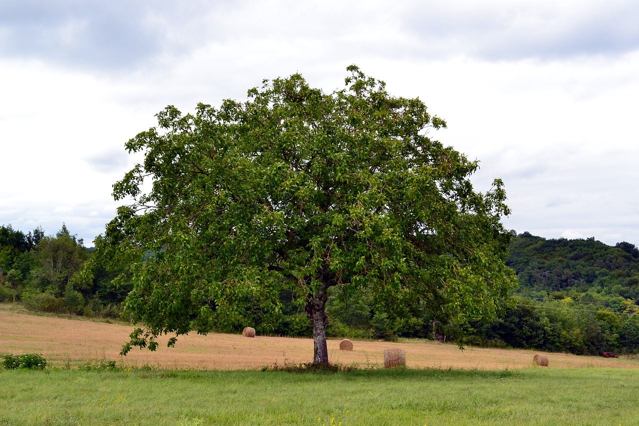 tree nature field free photo